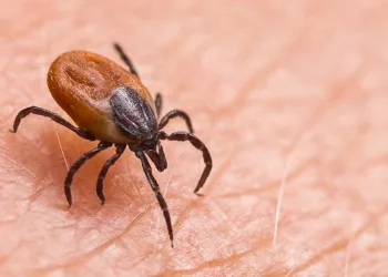 Kene bu yıl 61 can aldı! 1120 vaka tespit edildi