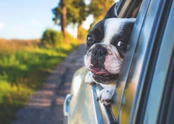 Köpekler araba camından kafalarını çıkartmayı neden sever?