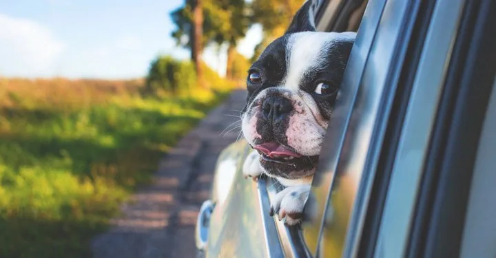Köpekler araba camından kafalarını çıkartmayı neden sever?