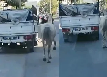 Bursa’da tepki çeken bu görüntüye ceza!