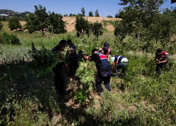 Bursa’da binlerce kök hint keneviri ele geçirildi