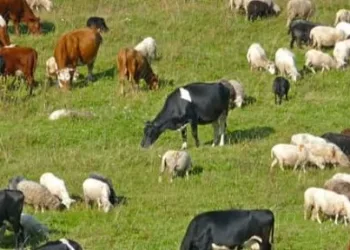 Türkiye’de küçük ve büyükbaş hayvan sayısı 73.7 milyona çıktı