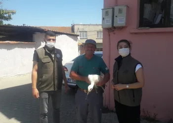 Bursa’da yaralı halde bulunan leylek tedaviye alındı