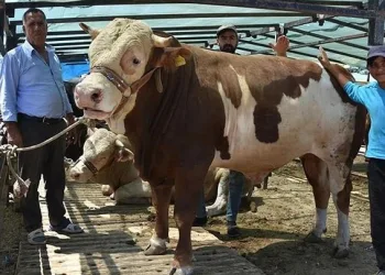 Elde kalan kurbanlıkları devlet alacak