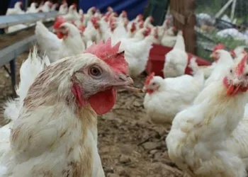 Tavuk kanatlarında virüs tespit edildi