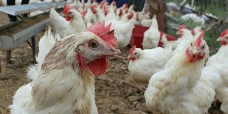 Tavuk kanatlarında virüs tespit edildi