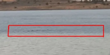 Van Gölü’nde gördüklerinin canavar olduğunu iddia ettiler