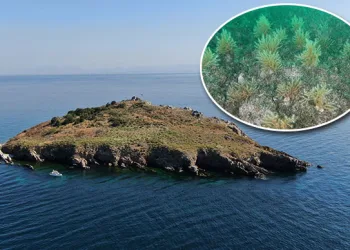 Marmara Denizi ekosistemine gırgır tehlikesi