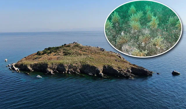 Marmara Denizi ekosistemine gırgır tehlikesi