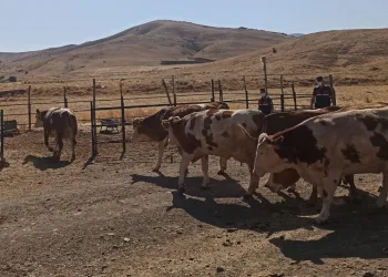 Elazığ’da çalınan büyükbaşlar Şanlıurfa’da bulundu