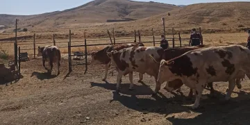Elazığ’da çalınan büyükbaşlar Şanlıurfa’da bulundu