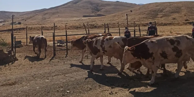 Elazığ’da çalınan büyükbaşlar Şanlıurfa’da bulundu