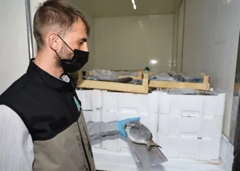 Bursa’da balık sezonu sıkı denetimle başladı