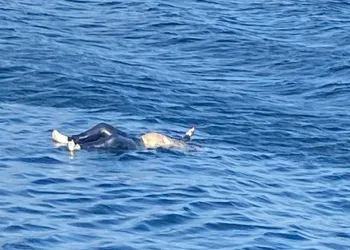 Avşa Adası açıklarında erkek cesedi bulundu