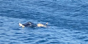 Avşa Adası açıklarında erkek cesedi bulundu