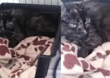 Hollanda’da 2 yıl önce kaybolan kedi Belçika’da ortaya çıktı