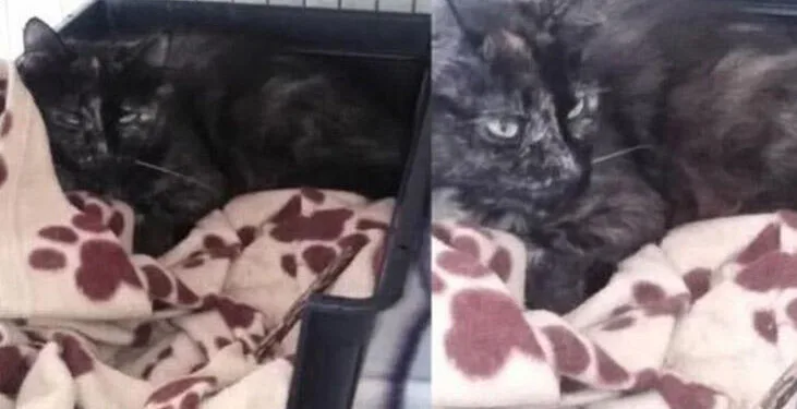 Hollanda’da 2 yıl önce kaybolan kedi Belçika’da ortaya çıktı