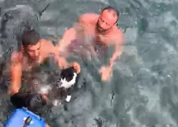 Bursa’da denize düşen kedi için seferber oldular