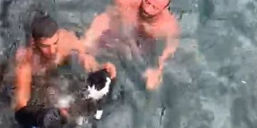 Bursa’da denize düşen kedi için seferber oldular