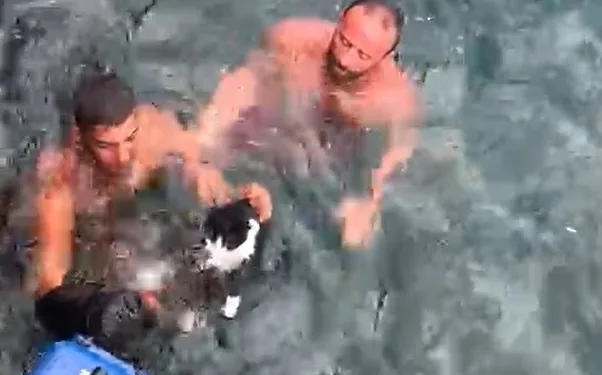 Bursa’da denize düşen kedi için seferber oldular