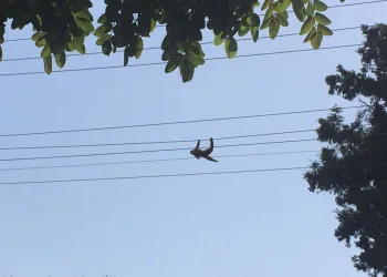 Hayvanat bahçesinden kaçtı elektrik akımına kapıldı