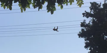 Hayvanat bahçesinden kaçtı elektrik akımına kapıldı