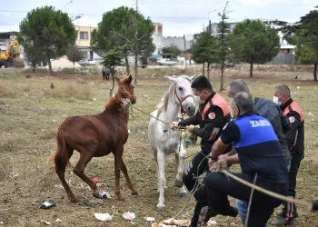 Osmangazi Zabıtası’ndan başıboş atlara operasyon