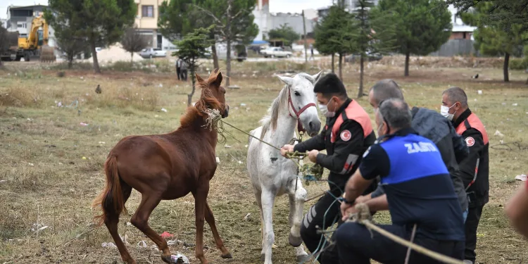 Osmangazi Zabıtası’ndan başıboş atlara operasyon