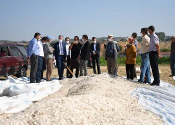 Ayçekirdeği çiftçinin yüzünü güldürdü