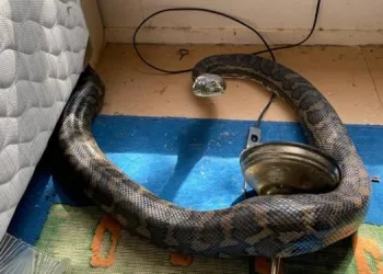Avustralya’da iki piton yılanı mutfak tavanını çökertti