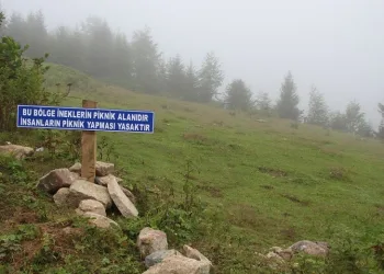 Piknikçilere tabelalı uyarı: Burası ineklerin bölgesidir