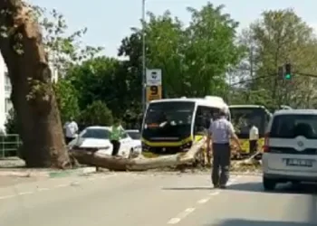 Bursa’da ağaç yola devrildi