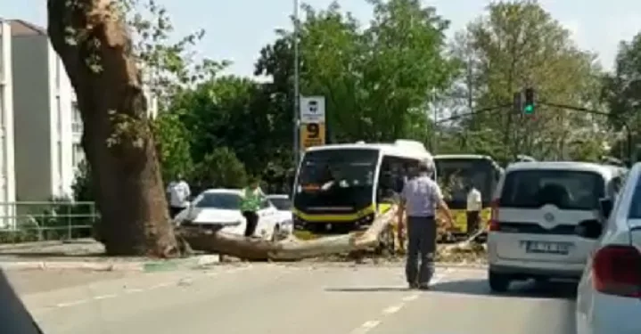 Bursa’da ağaç yola devrildi