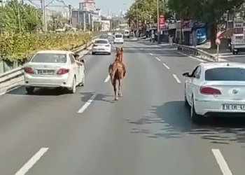 Bursa’da trafikte başıboş at!