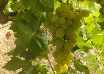 Bursa İnegöl’de üzüm hasadı başladı