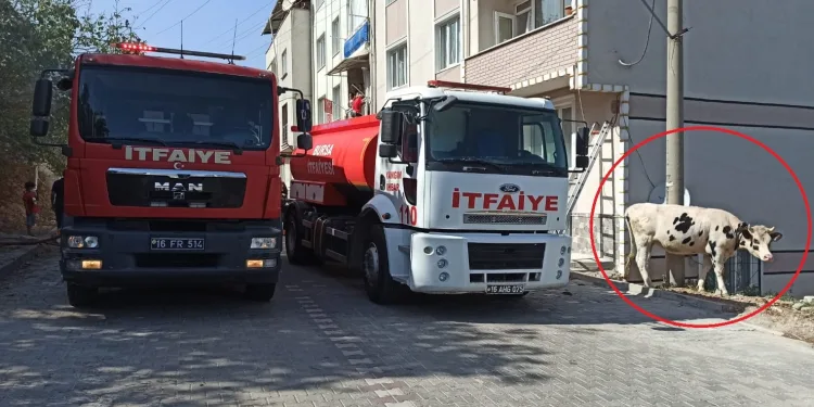 Bursa’da kül olan samanlıktan son anda kurtarıldı