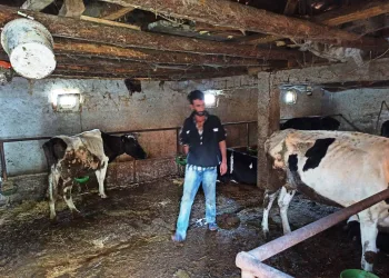 Gebe ineği çalıp fındık bahçesinde kestiler