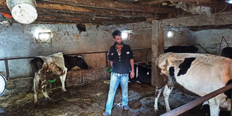 Gebe ineği çalıp fındık bahçesinde kestiler