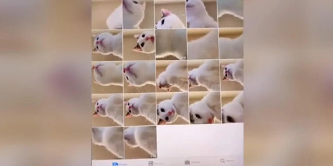 Avusturalya’da kedi tabletle onlarca selfie ‘çekmiş’