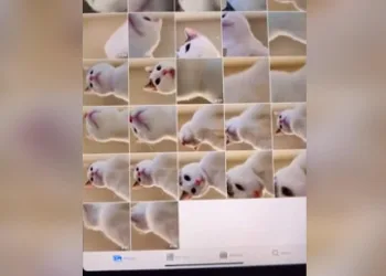 Avusturalya’da kedi tabletle onlarca selfie ‘çekmiş’