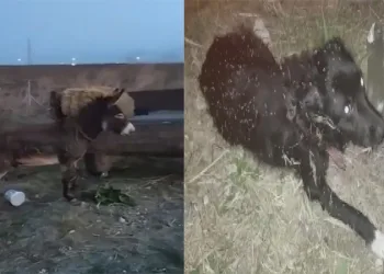 Eşek ve köpeği metrelerce asfaltta sürükledi