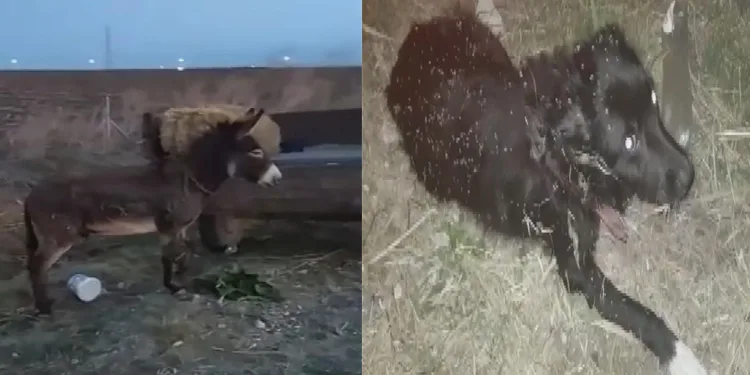 Eşek ve köpeği metrelerce asfaltta sürükledi