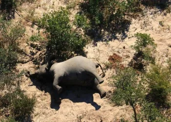 Afrika’daki fil ölümlerinin nedeni belli oldu