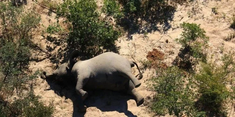 Afrika’daki fil ölümlerinin nedeni belli oldu