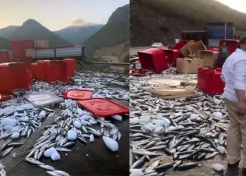 Tonlarca balık karayoluna saçıldı