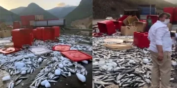 Tonlarca balık karayoluna saçıldı