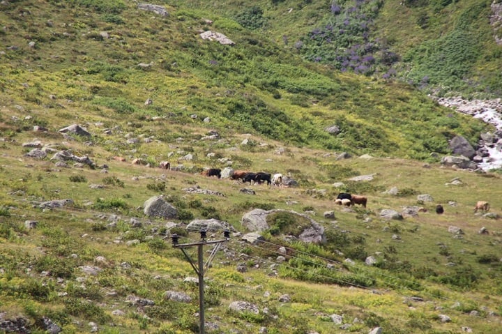 Piknikçilere tabelalı uyarı: Burası ineklerin bölgesidir