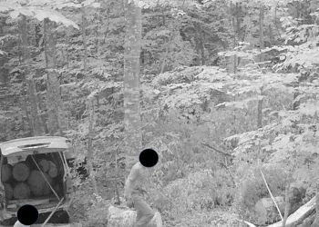 Kaçak ağaç keserken fotokapana yakalandı