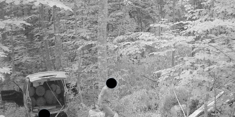Kaçak ağaç keserken fotokapana yakalandı