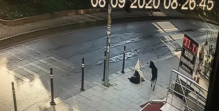 Başıboş köpekler genç kadına saldırdı
